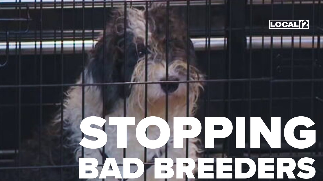 'We can do better': Ohio looks to crackdown on puppy mills, strengthen regulations