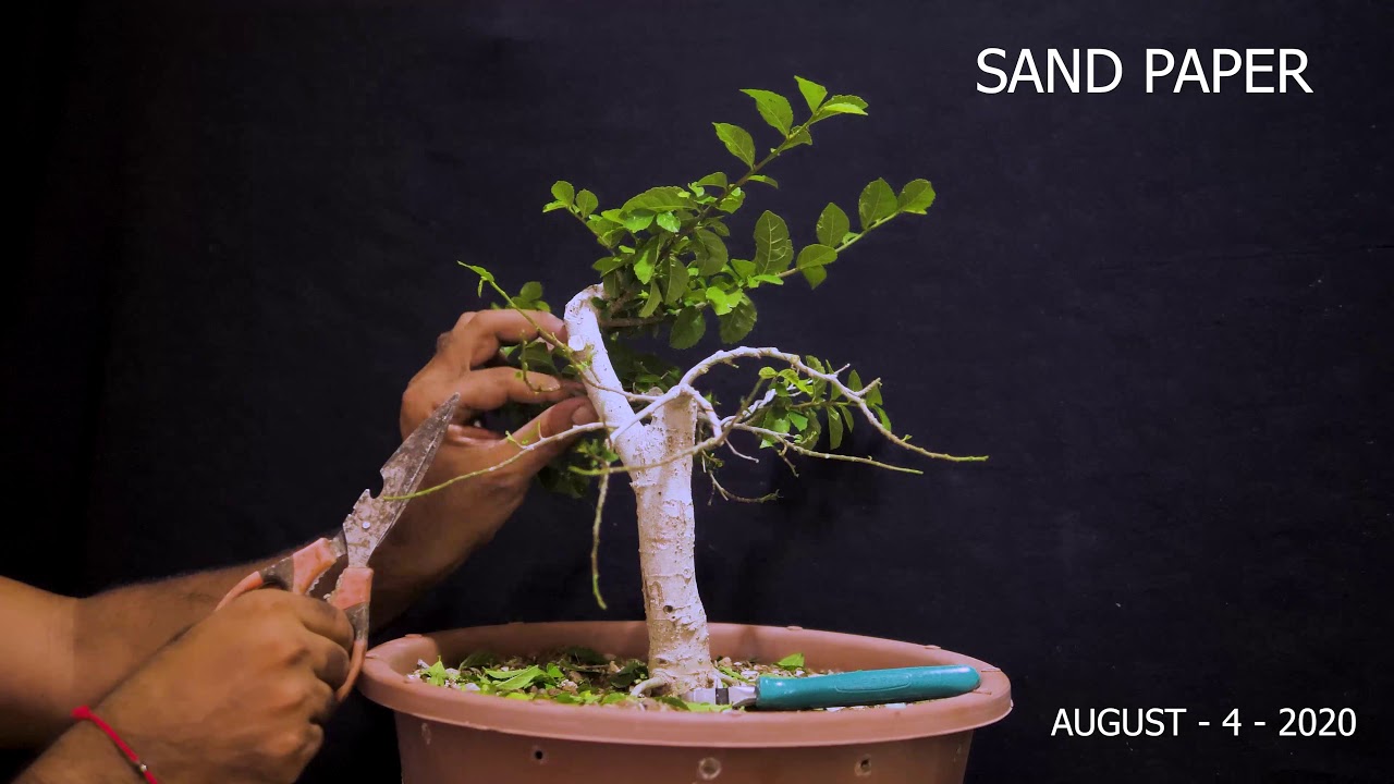 Strebulus Asper or sandpaper tree bonsai work