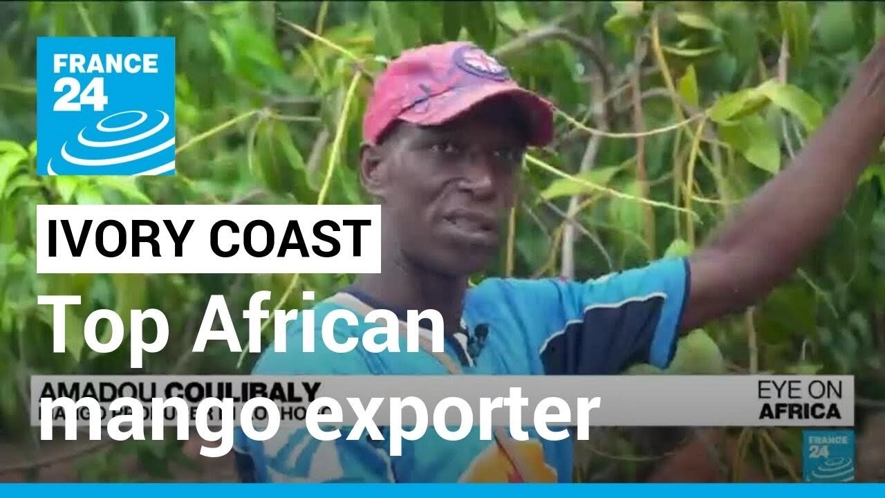 Ivory Coast top African mango exporter, but wastage a huge problem &bull; FRANCE 24 English