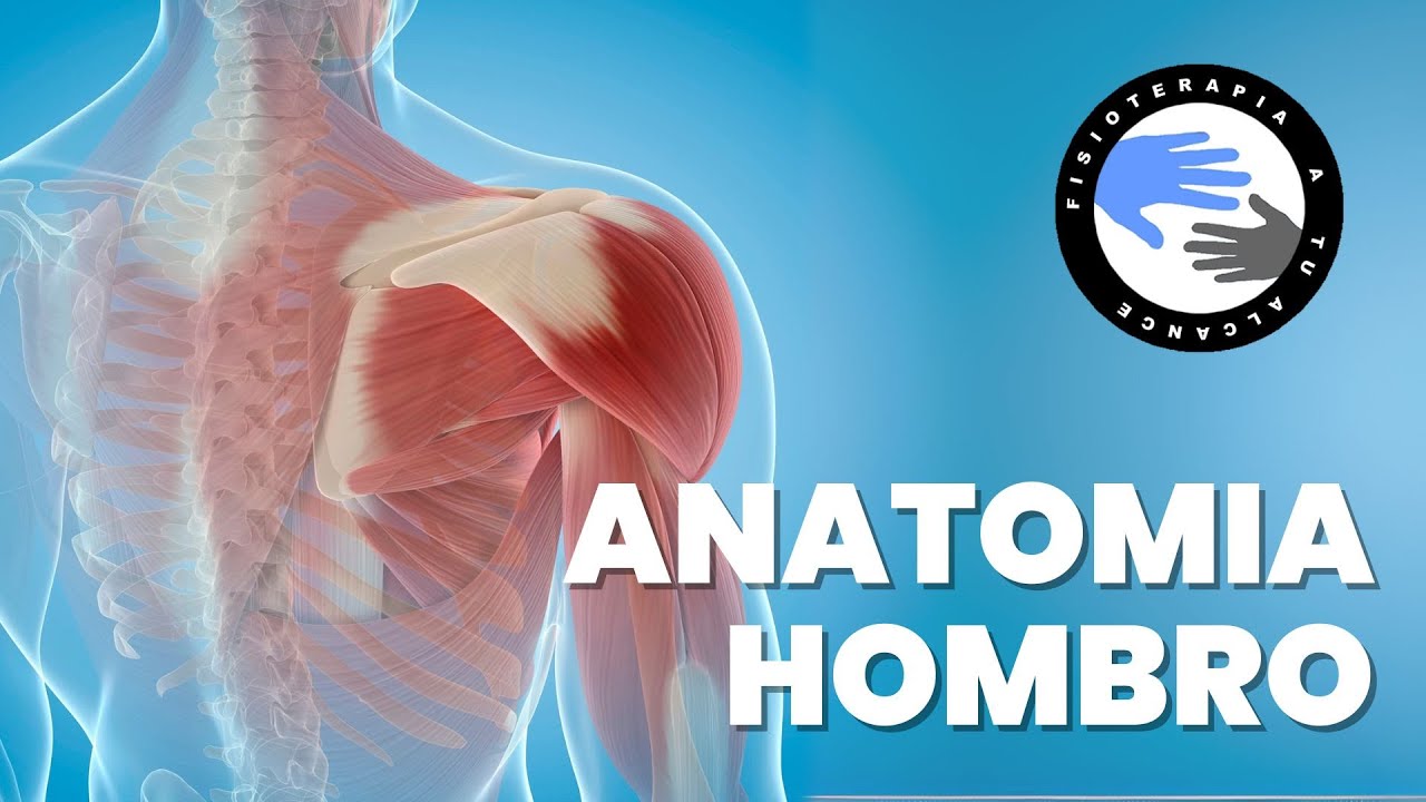 Anatomia y musculos del hombro