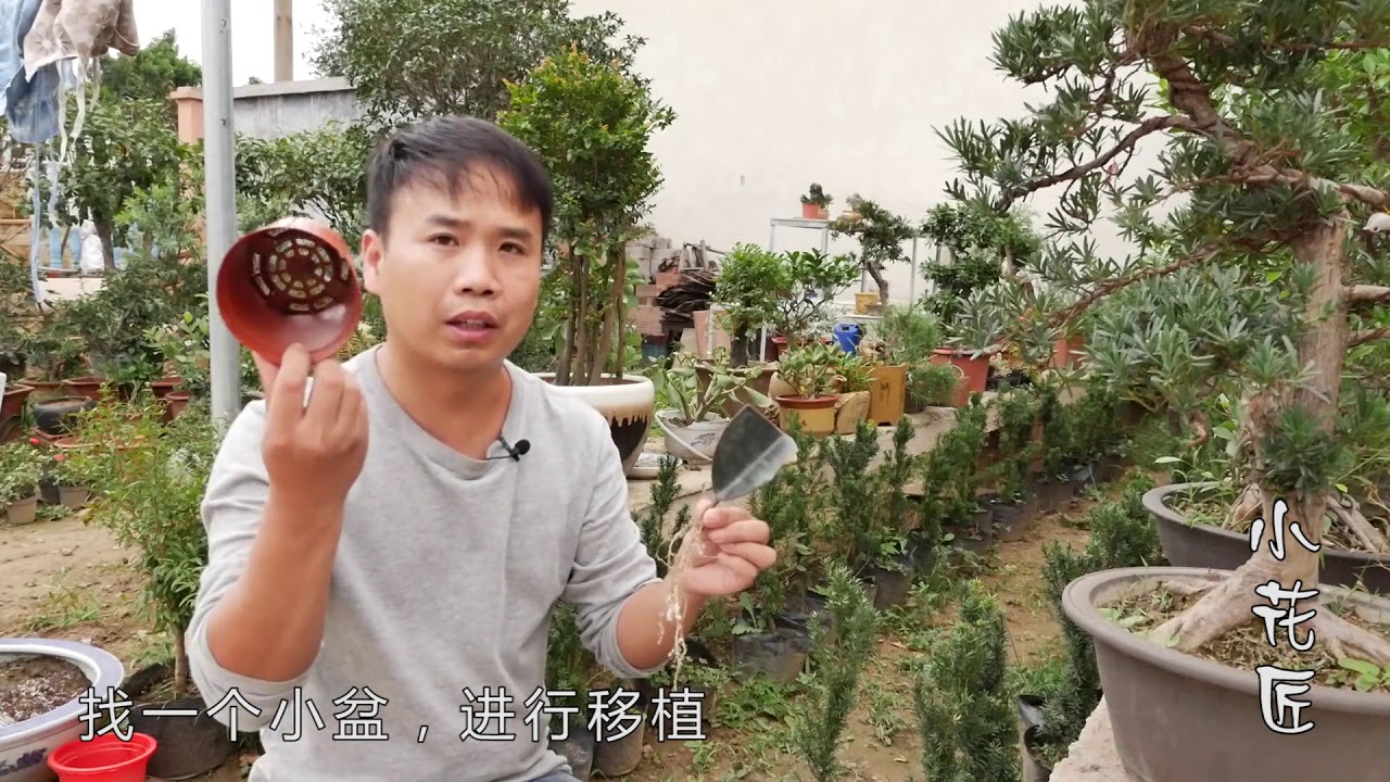 【小花匠】只要一片葉子，橡皮樹就能扦插成活，生根超快