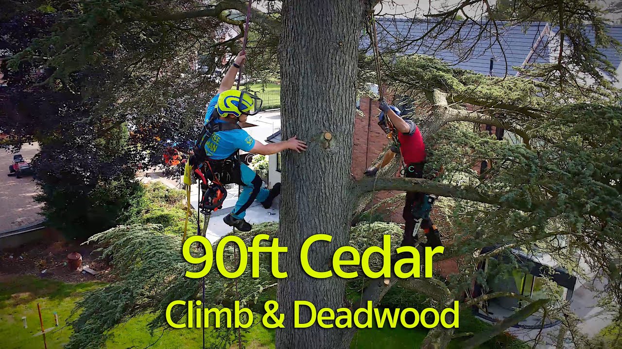 90ft Cedar