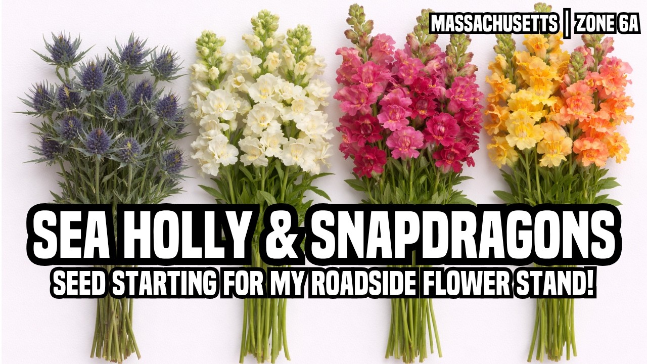 Second Round of Snapdragons & Sea Holly | Seed Starting For My Roadside Flower Stand