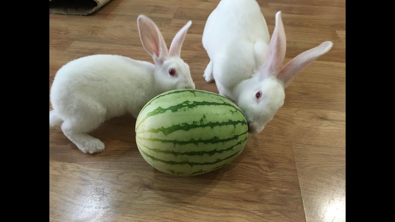 當兔子遇上西瓜｜Cute Rabbits Eat Watermelon