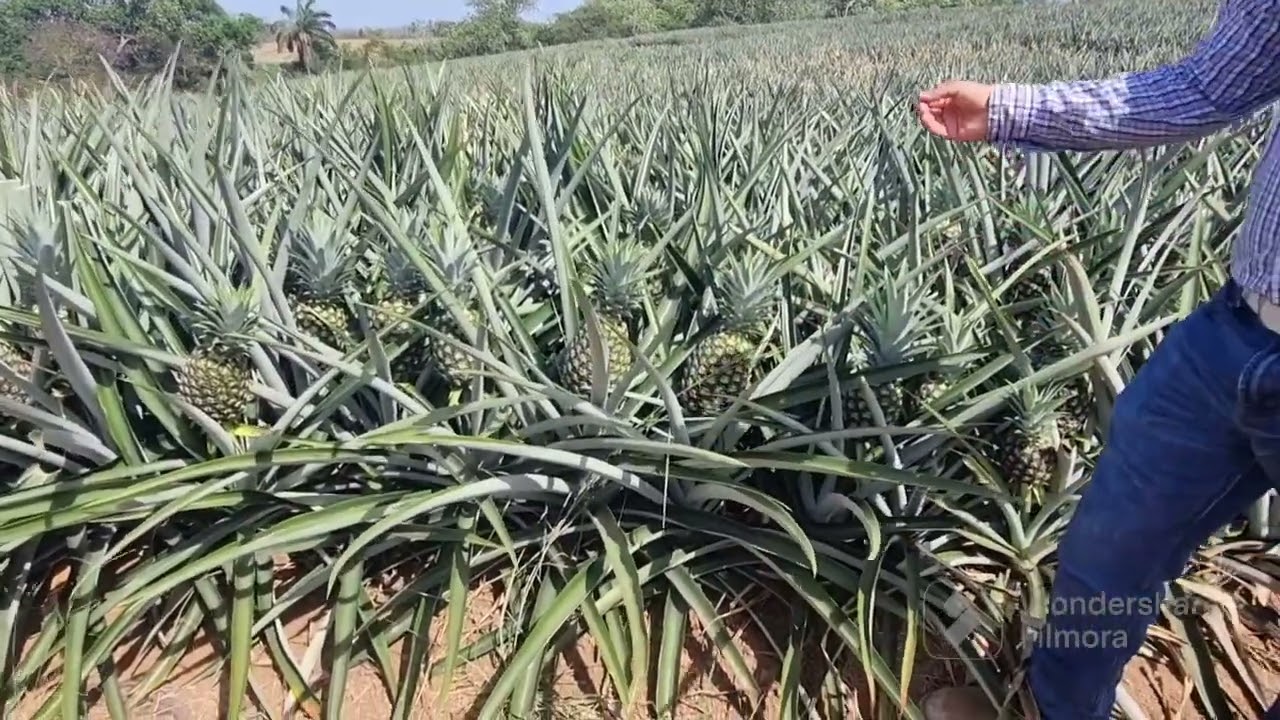 Portafolio nutricional Cosmocel en la Piña MD-2 en Panamá