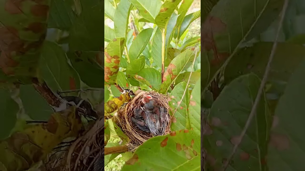 Berkebun sekaligus menjaga lingkungan