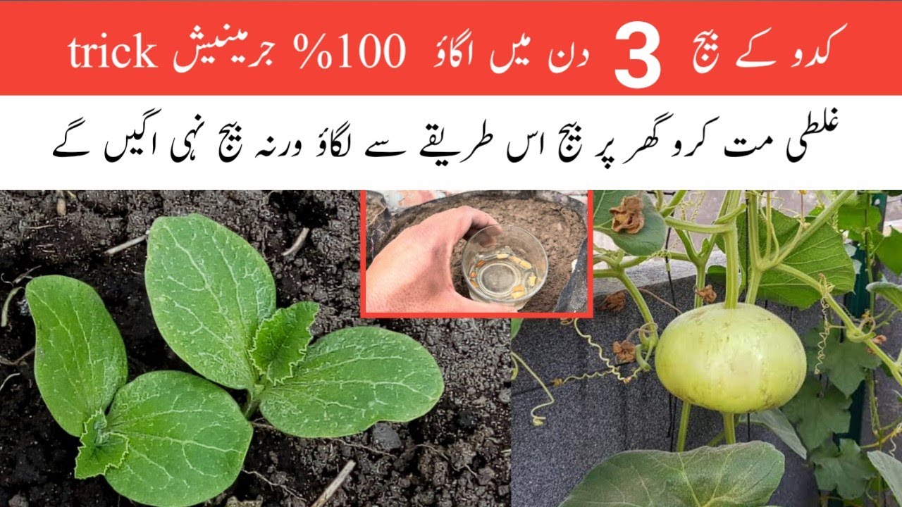 Grow bottle gourd in just 3 days at home || کدو کے بیج اگانے کا آسان طریقہ ۔