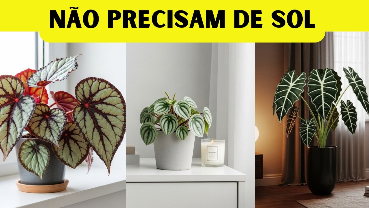 13 PLANTAS QUE NÃO PRECISAM DE SOL — PARA O SEU QUARTO