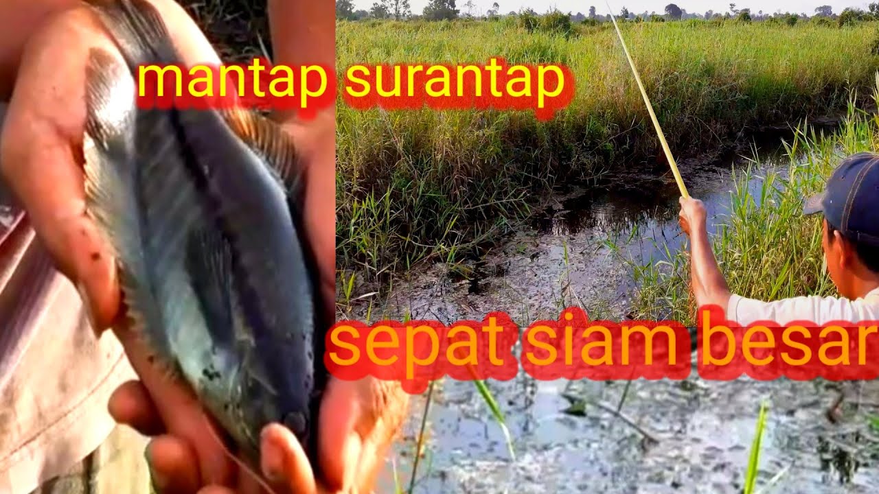 15 April 2021 MANCING SEPAT SIAM BESAR LAPAR DI RAWA RIAU