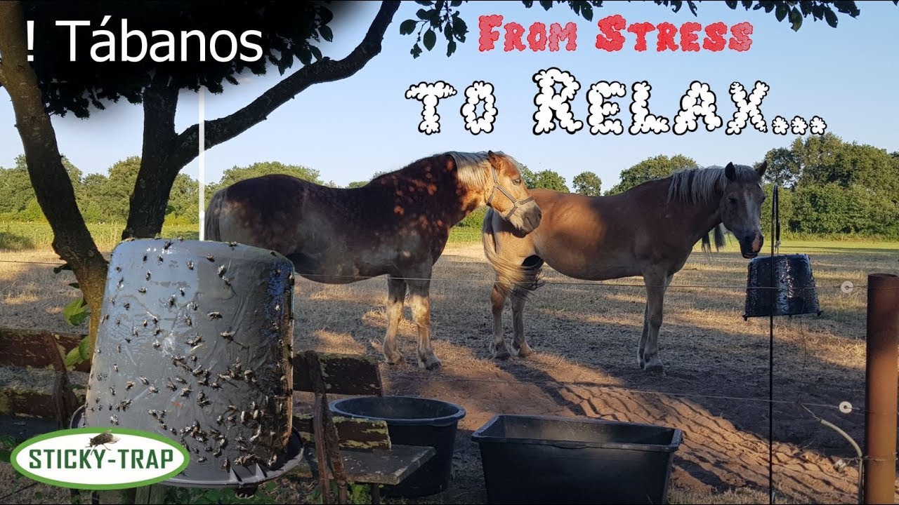 ? serios problemas con picadurasduras de tábanos. Pegamento atrapamoscas Sticky Trap especial!