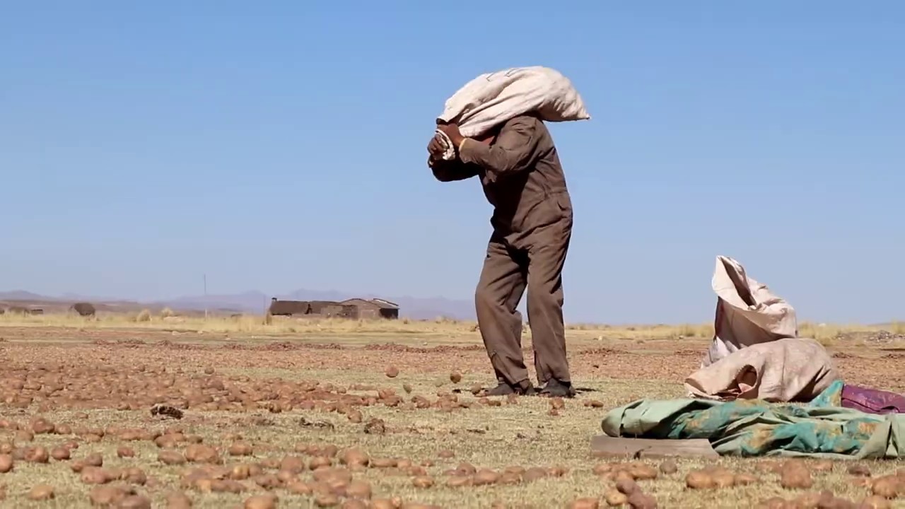 The Process of Making Chu&ntilde;o in Local Bolivian Communities