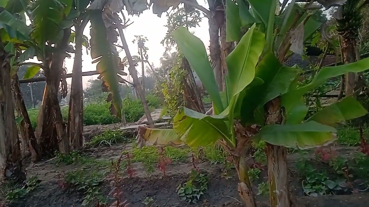 paisa ka sukh baba song 🌹🌹🌹