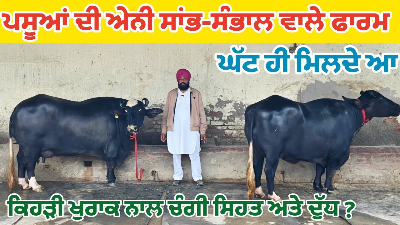 ਕਿਹੜੀ ਖੁਰਾਕ ਨਾਲ ਚੰਗੀ ਸਿਹਤ ਤੇ ਦੁੱਧ||ਕਿੰਨਾ ਦੁੱਧ ਕੱਟਰੂ ਨੂੰ||ਰੂਹ ਖੁਸ਼ ਕਰਦੇ ਮੁਰਾਹ ਤੇ ਨੀਲੀ ਰਾਵੀ ਦੇ ਨਗੀਨੇ||