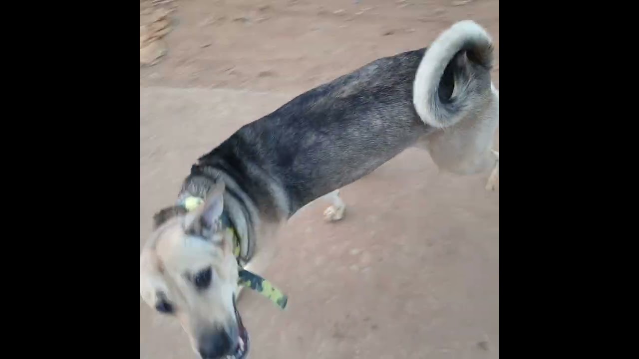 Live story of a cute dogy by purna ch. Sahu