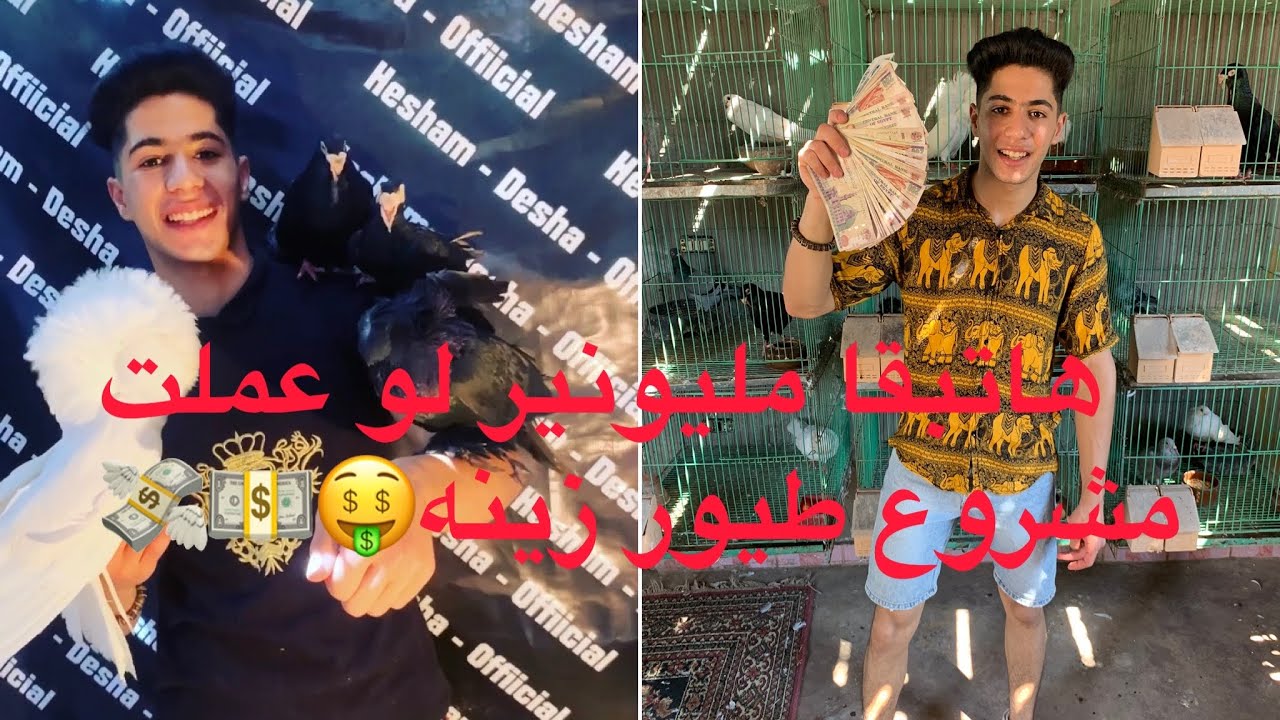 مشروع الحمام | تربيه الحمام واذاي تكسب من الحمام فلوس كتير  بعد لما تسمع الفيديو هاتفهم كل حاجه