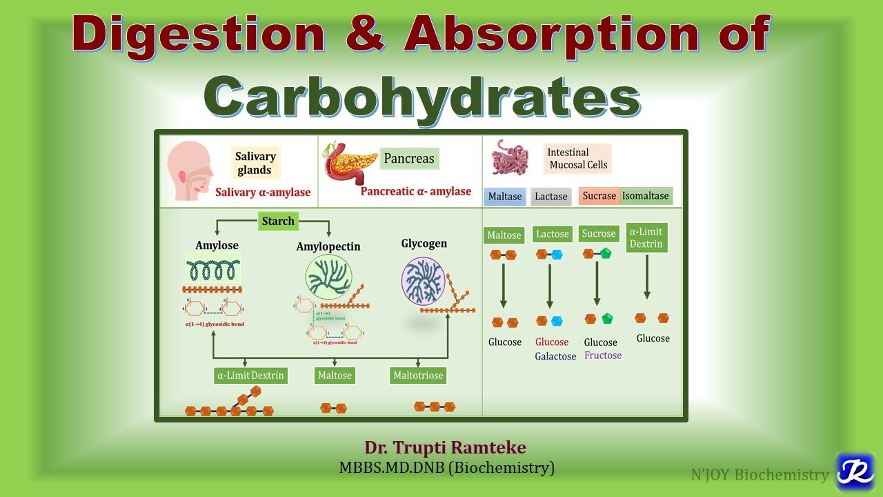 2: Digestion & Absorption of Carbohydrates I Carbohydrates Metabolism| Biochemistry