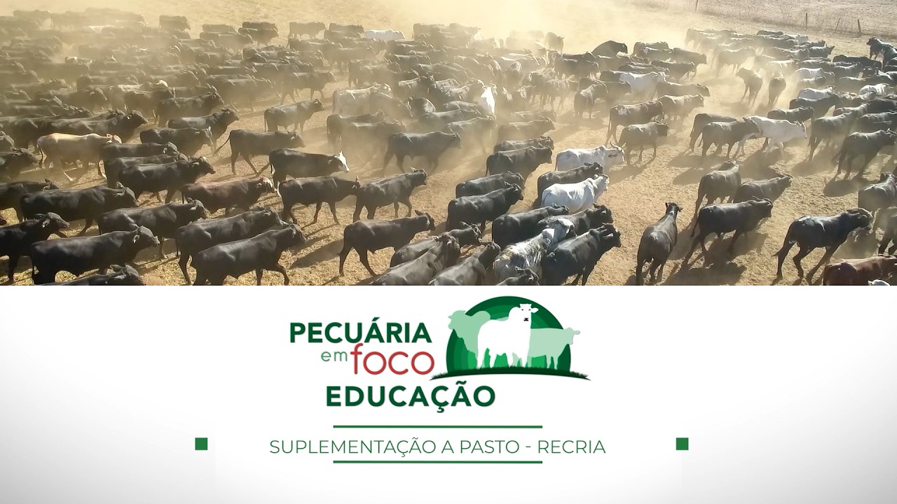 40 - RECRIA - SUPLEMENTAÇÃO A PASTO - PECUÁRIA EM FOCO - EDUCAÇÃO