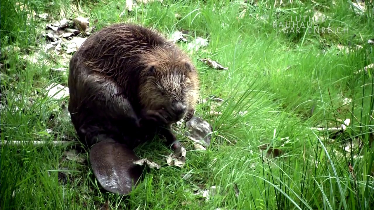 Imagefilm | Das Biosphärenreservat Mittelelbe