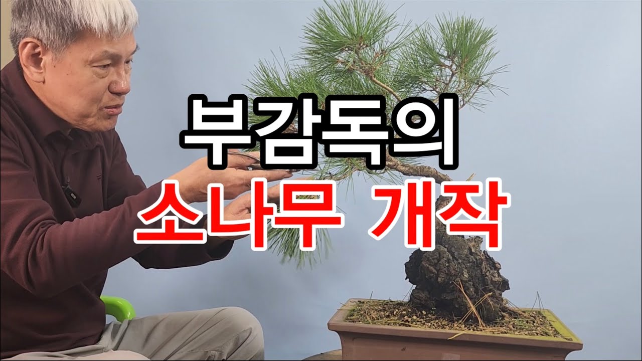 분재관리 534강 부감독의 소나무개작- 설마 이런 수형이 나온다고?
