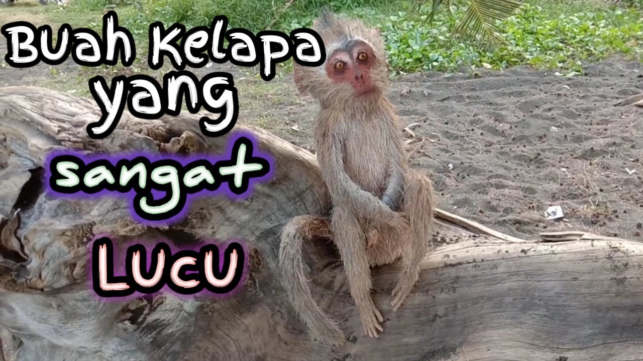 Monyet yang lucu dari buah kelapa