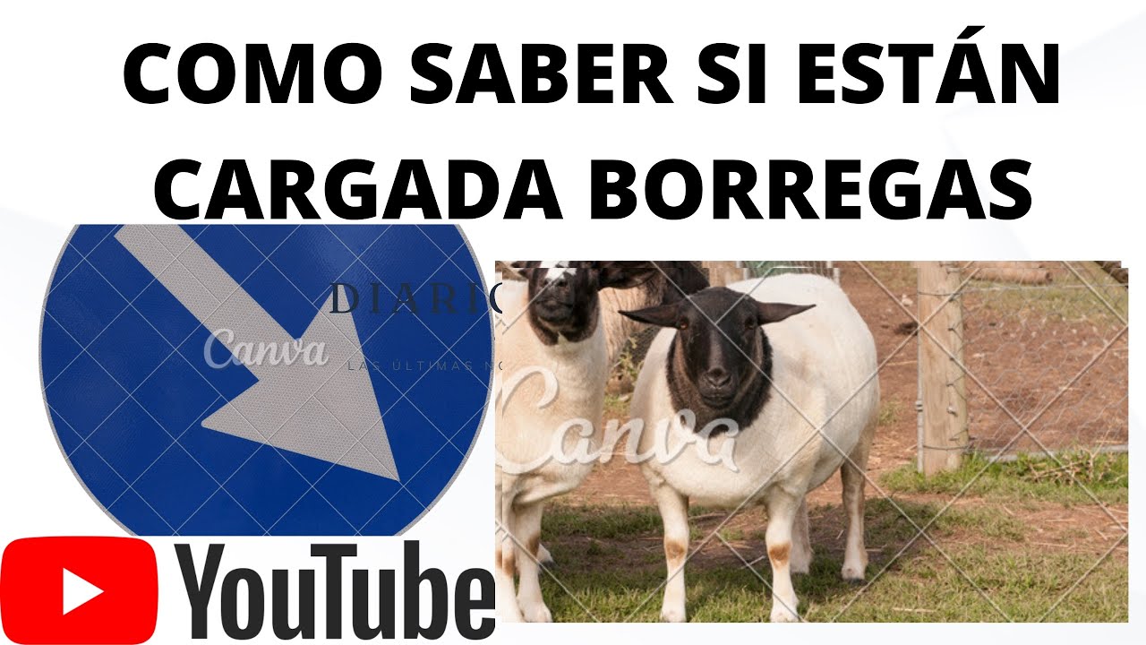 CUAL BORREGA ESTARÁ CARGADA Y QUE TIEMPO TIENEN