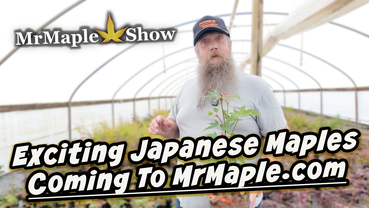 На сайте MrMaple.com появятся новые, впечатляющие японские клены | Обзор теплицы