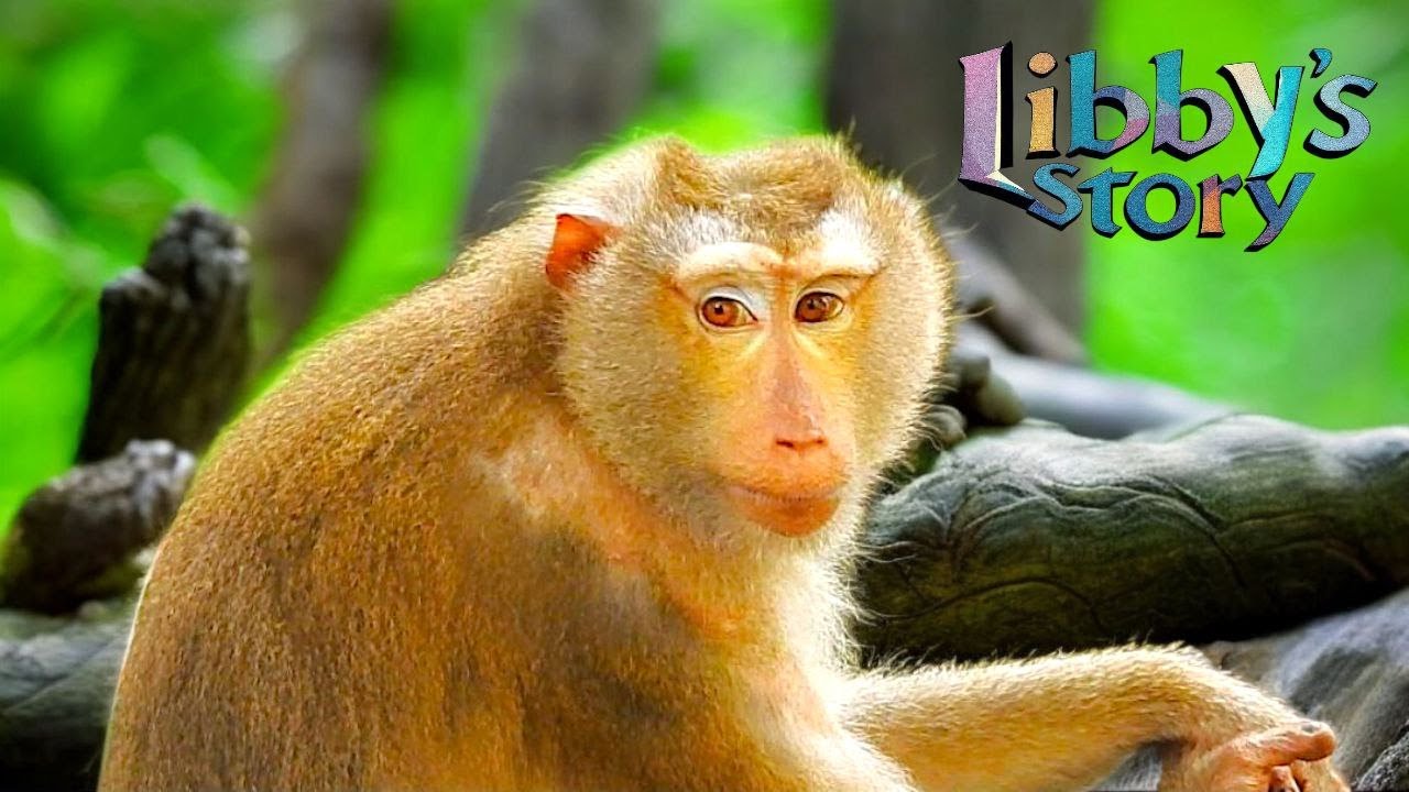 So Cute! Funny Pregnant Monkey Libby Caught Smacking Her Lips Before Nap!