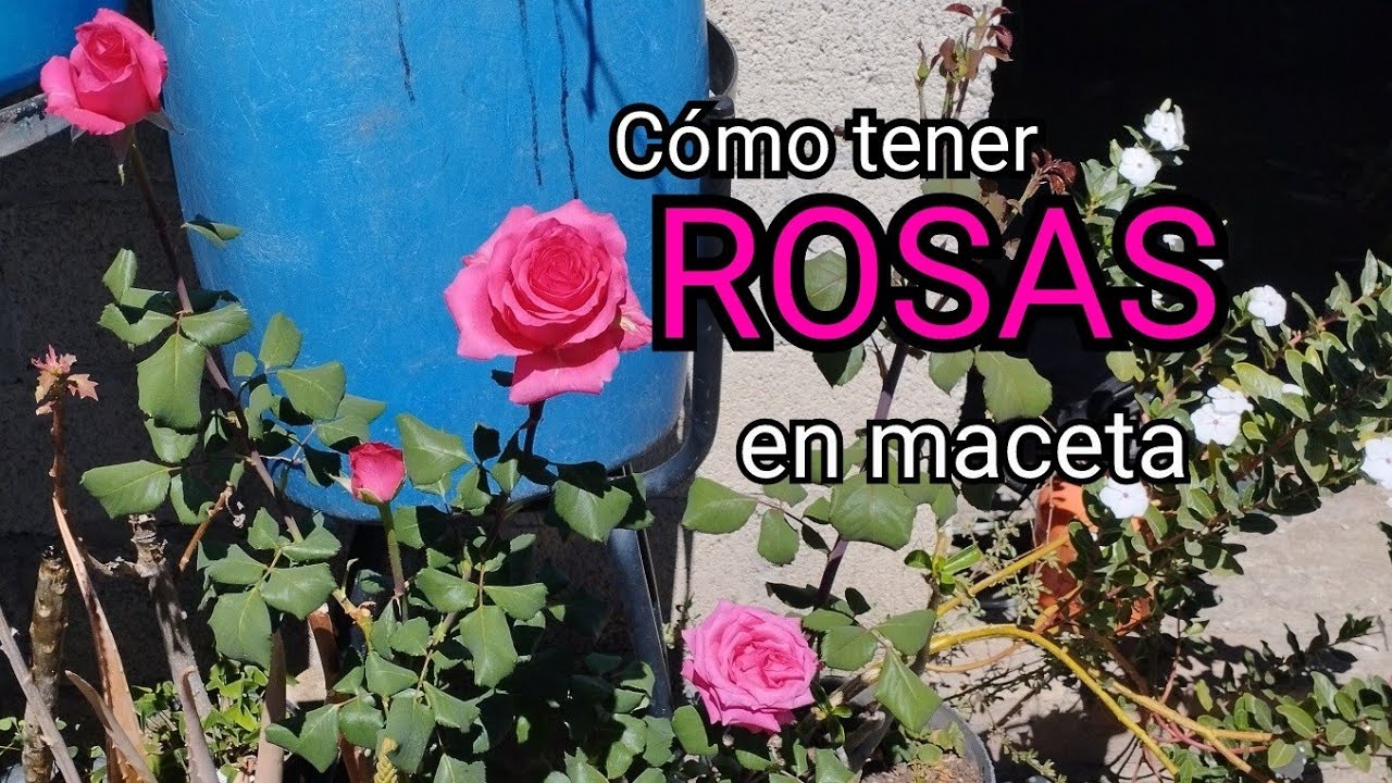 Como tener ROSAS o ROSALES en MACETA - Cuidados, Consejos.
