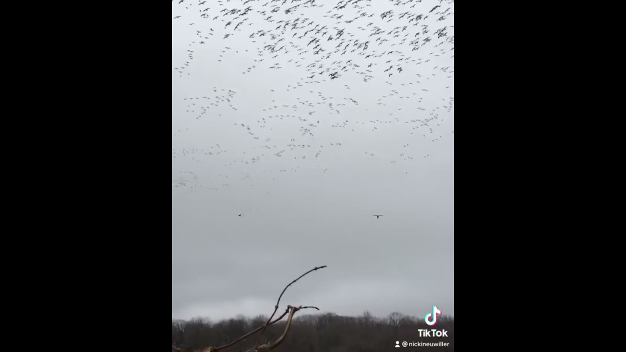 Maryland Conservation Season Snow Goose Hunt...a white tornado!!!!
