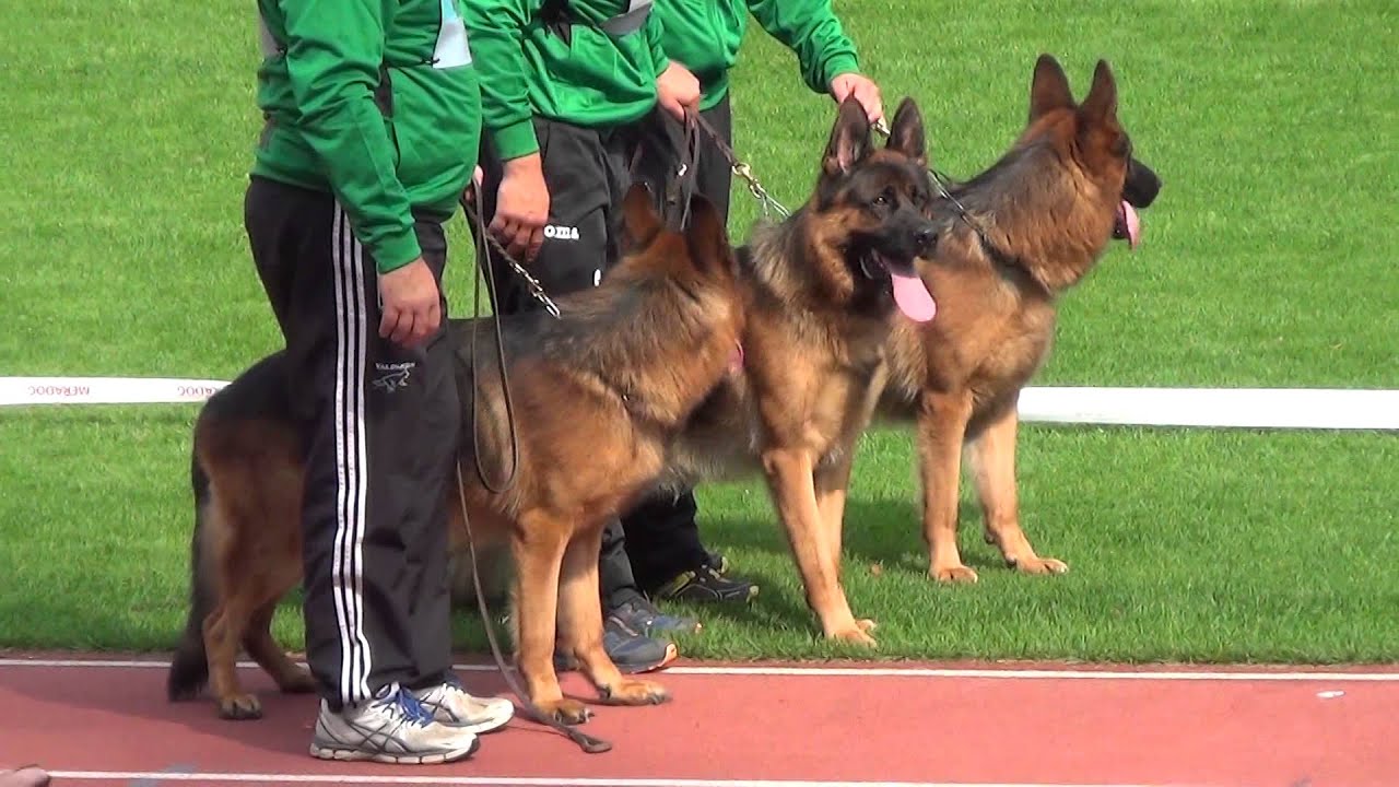 Saabat von Aurelius (BSZS-2014)