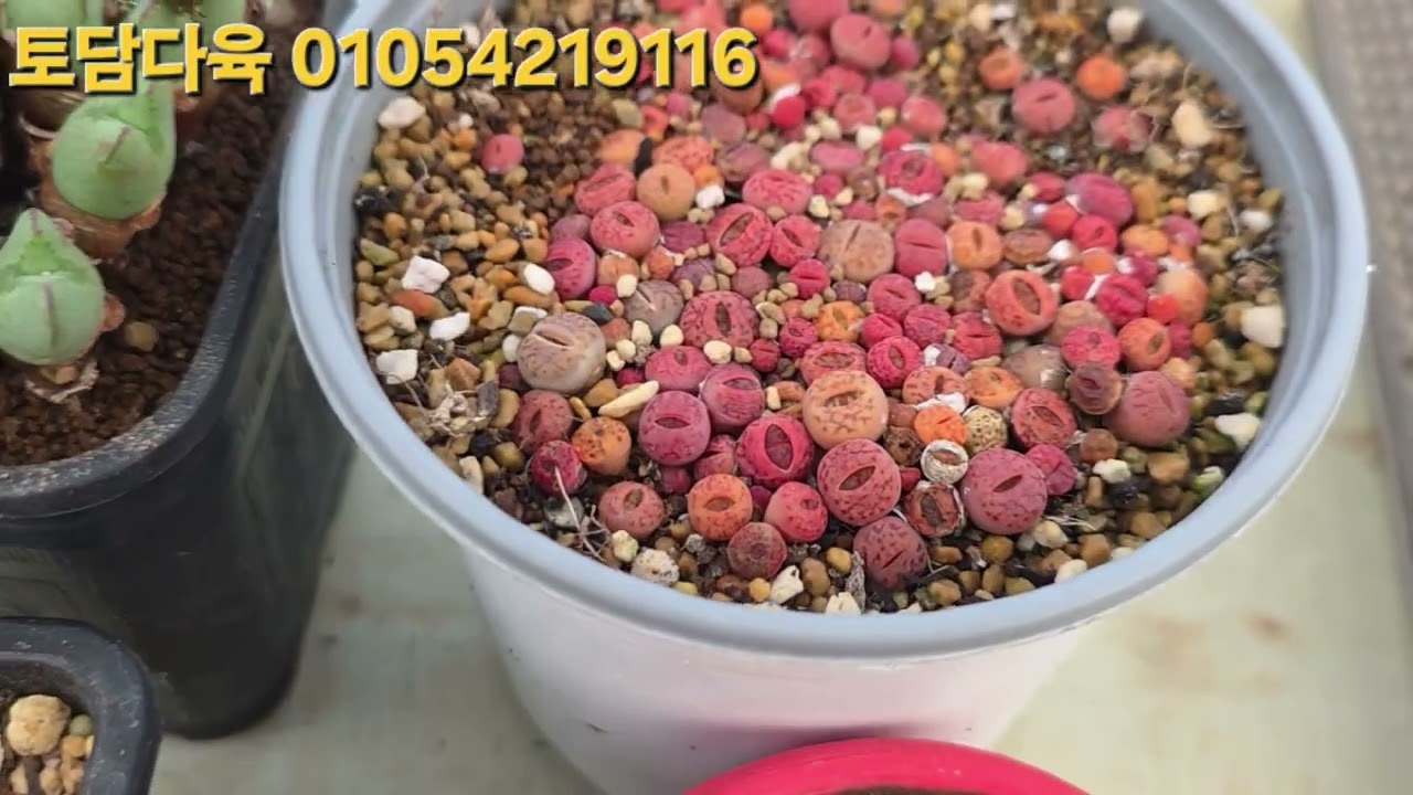 토담다육 01054219116 코노피튬 칼큘러스 빌로붐 리톱스 파종분 모듬 택포 5만원 2026년2월11일(1101)