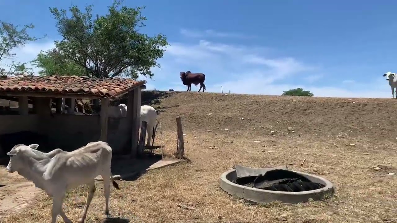 Muito seco no interior de Pernambuco ☀️