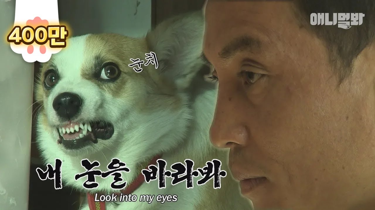 나 갓찬종인데 하던대로 해봐 어디 ㅣ Greedy Corgi Dog Has Gotta Have It All! But Why..?