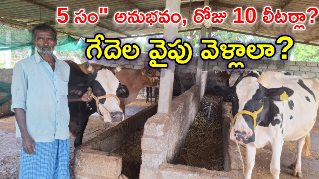 కేవలం 10 లీటర్లు Chandraiah cow dairy farm @MalleshAdla
