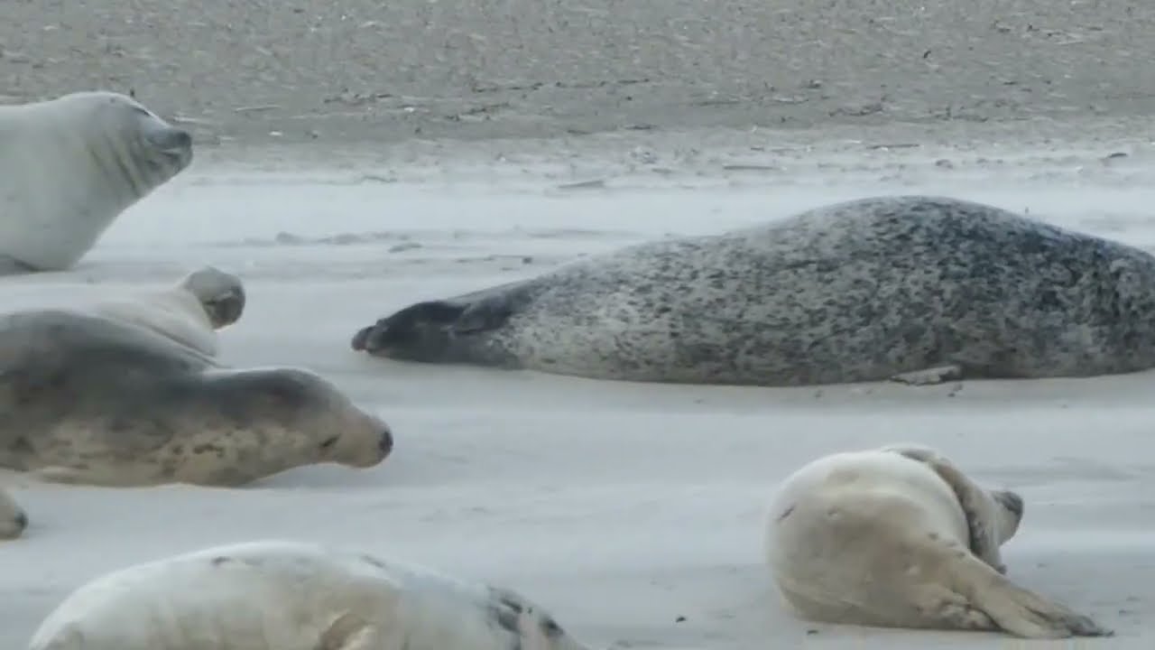 7 Tage im September an der niedersächsischen Nordseeküste
