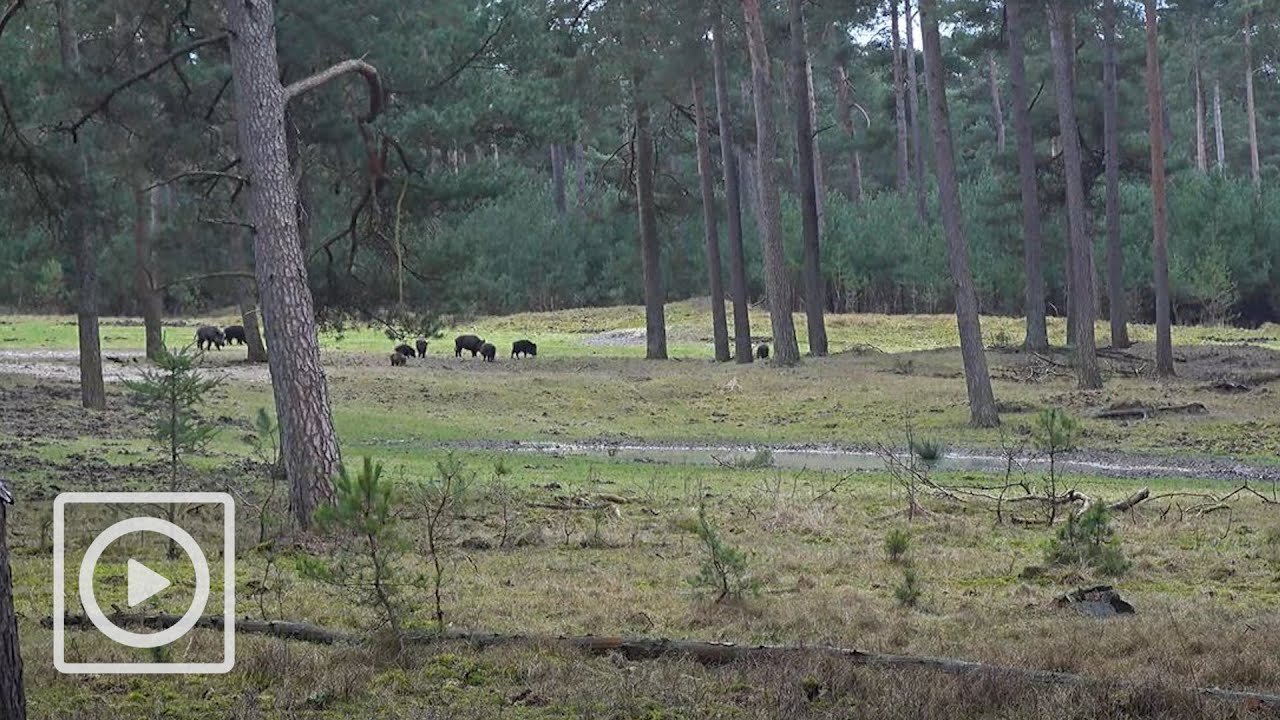 LIVESTREAM | Het Nationale Park De Hoge Veluwe