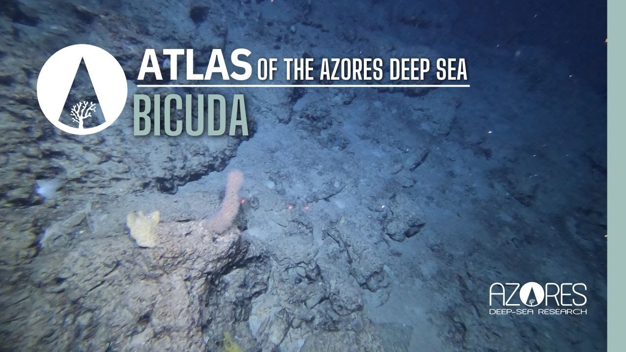 Bicuda seamount | ATLAS of the Azores deep sea