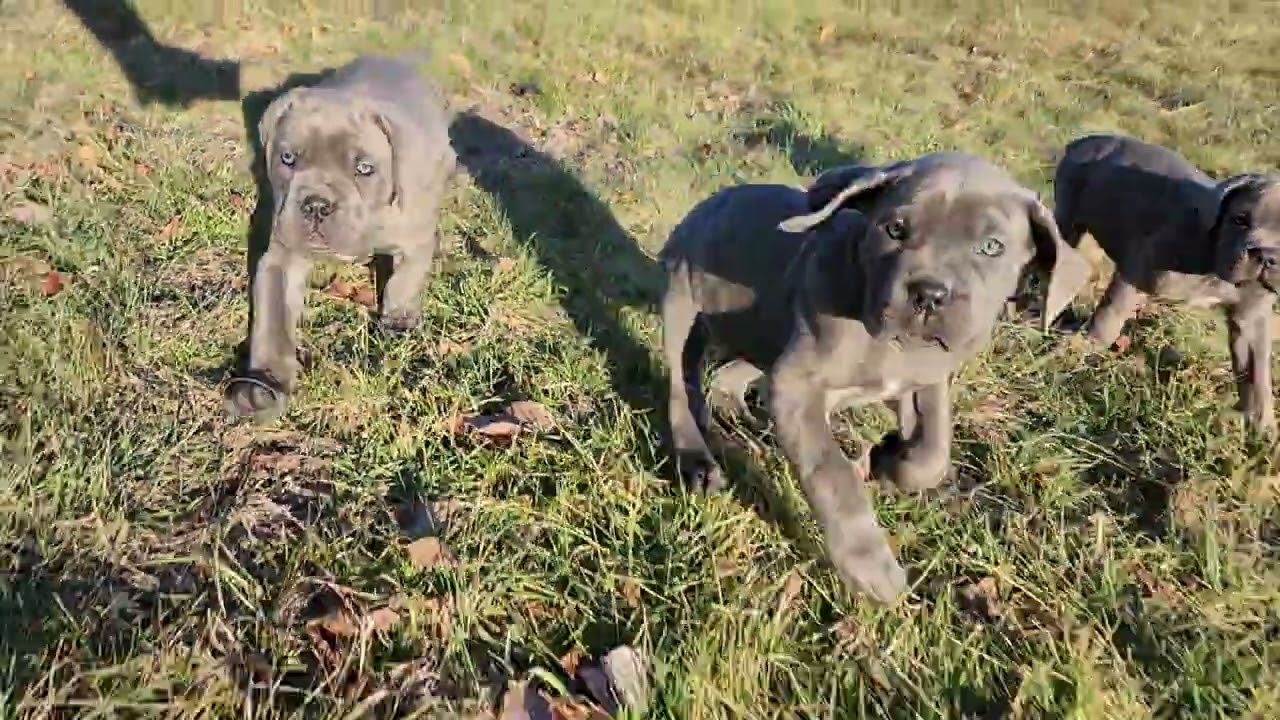 How these pups enjoy  outside 