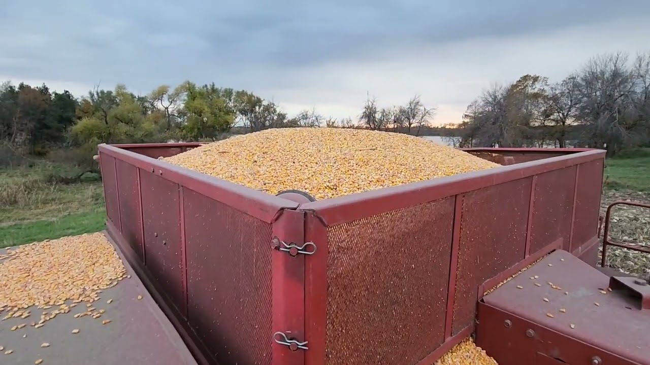 New farmer harvesting corn for the first time