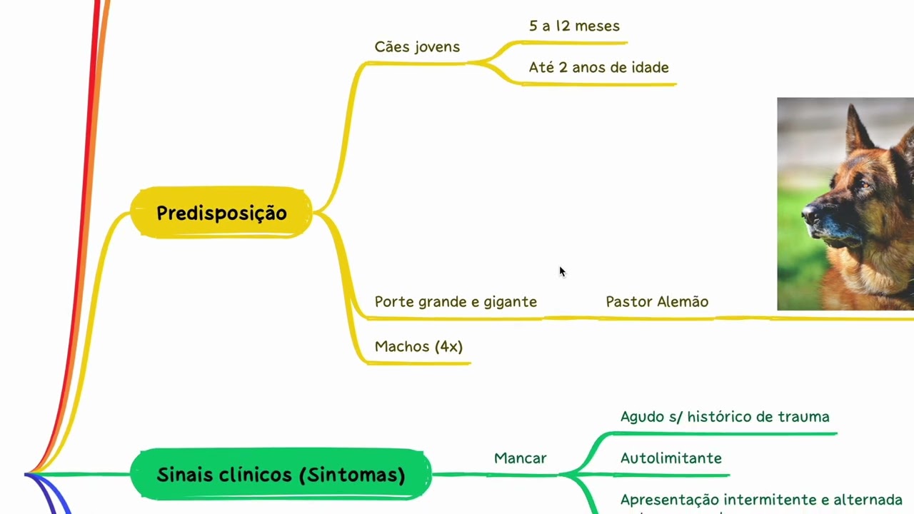 Panosteíte em Cães: Sintomas, Tratamento e Cuidados.