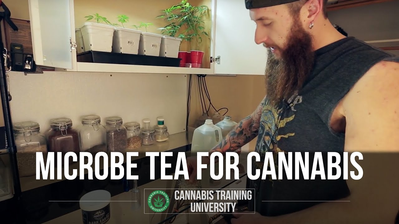 How to Make Microbe Tea for Cannabis Plants -ORGANIC COMPOST TEA GUIDE -Cannabis Training University