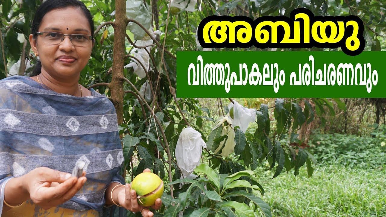 അബിയു വിത്തുപാകലും പരിചരണവും