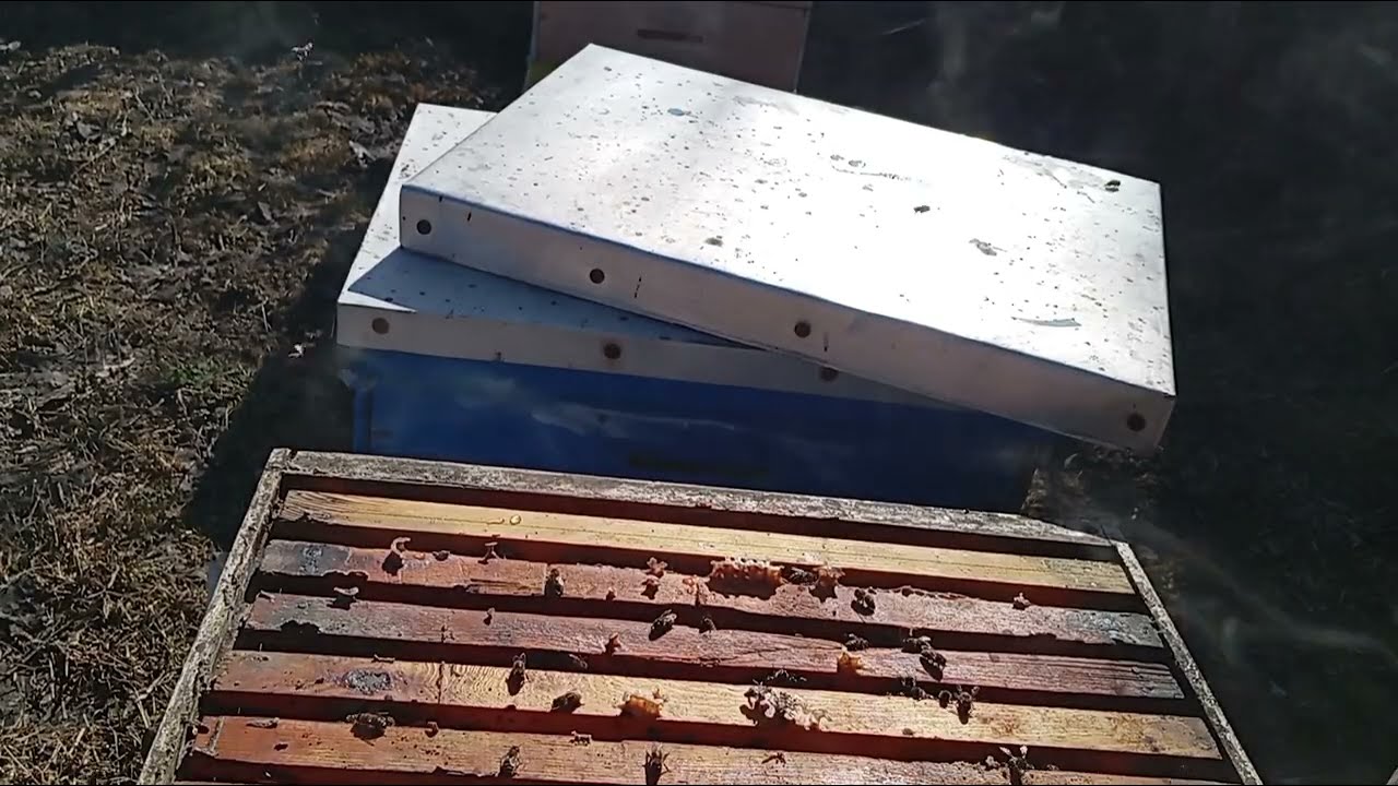 Нарешті працюємо на пасіці, скорочення бджолосімей 