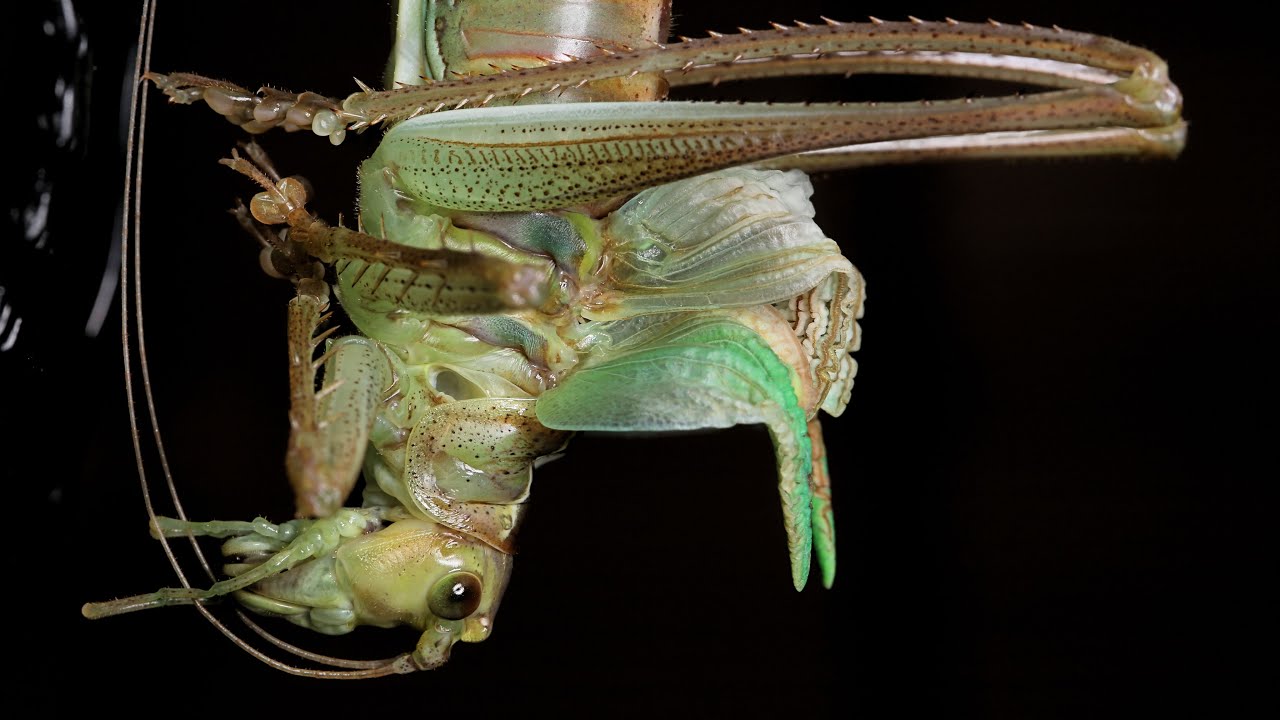 ヤブキリの飼育まとめ ～採集から産卵まで