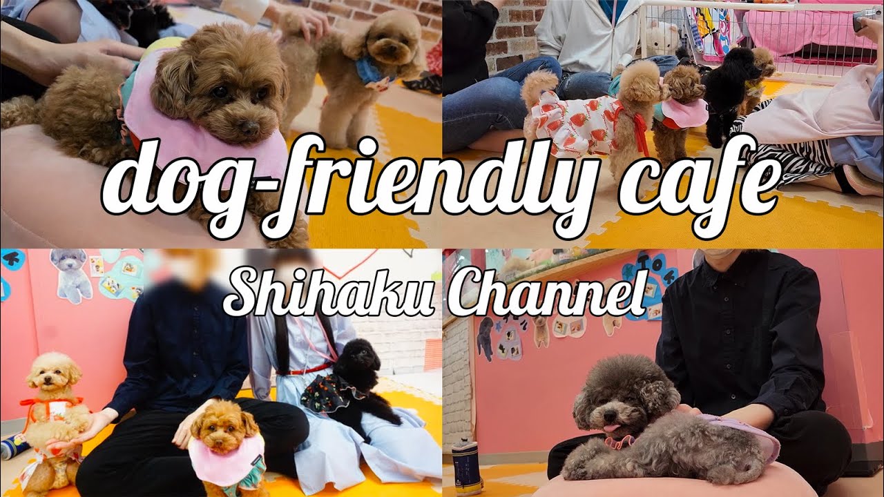 【vlog】秋葉原の癒しスポット！「マイクロティーカップカフェ」で子犬と遊んできた