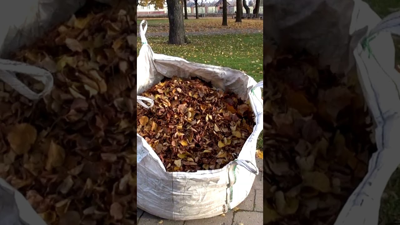 Autumn Leaves: The Secret Soil Improvement They&rsquo;re Hiding