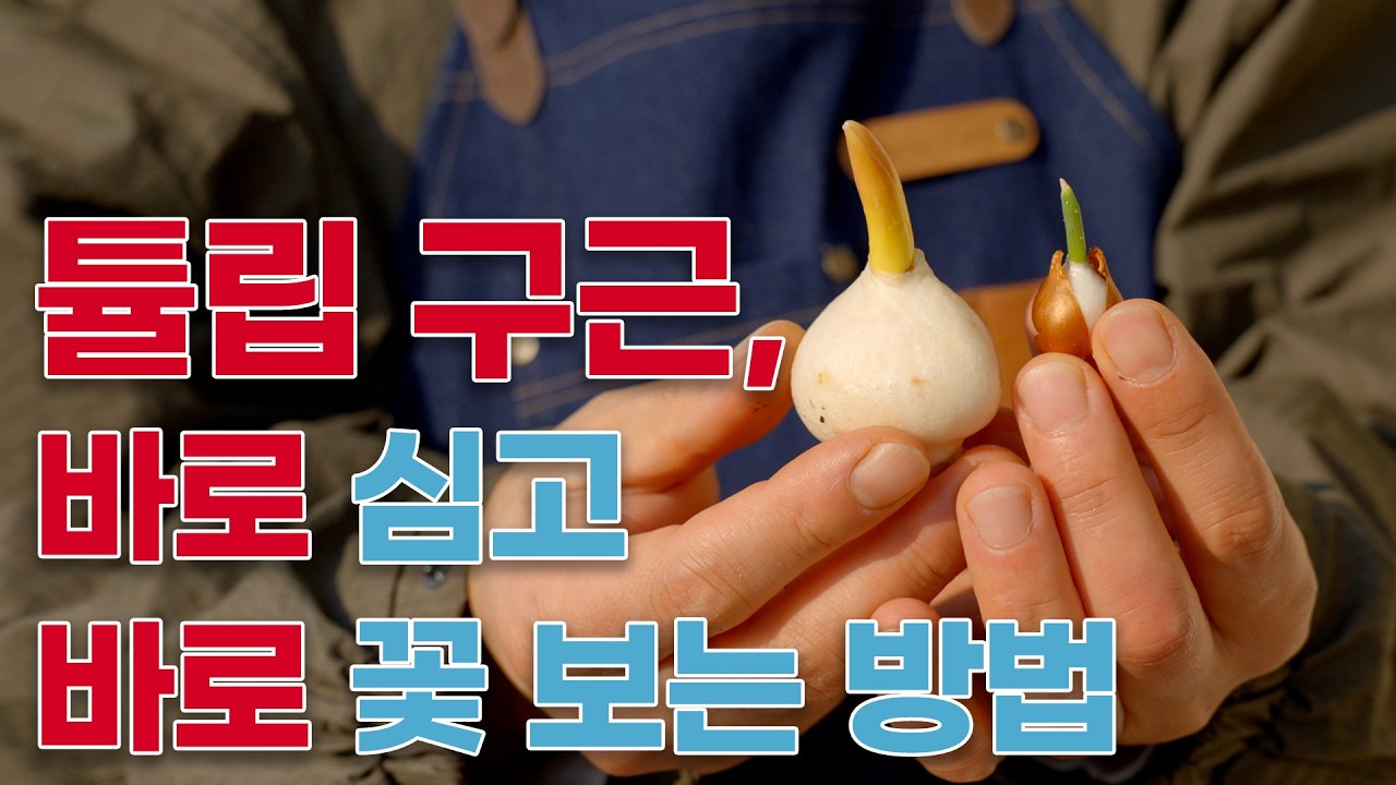 튤립 구근, 바로 심고 바로 꽃 보는 방법을 알려드립니다