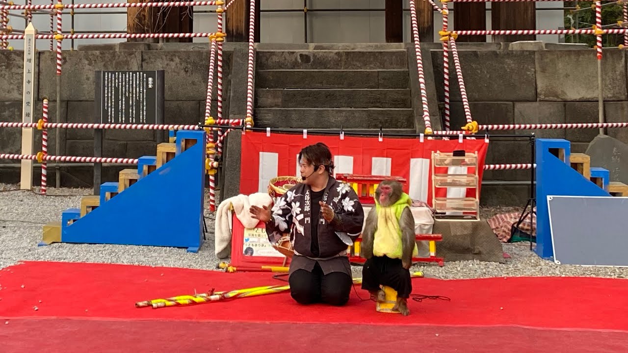 Wow Monkey Skill & Talent || Tokyo Tower