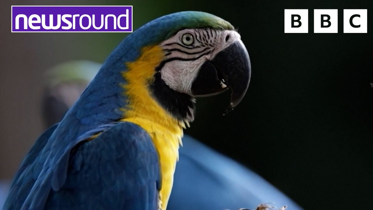 Parrots in Brazil and the Smoky Mouse in Australia | Your Planet | Newsround