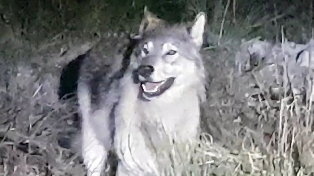Wolf encounter on Vancouver Island, Canada 2021